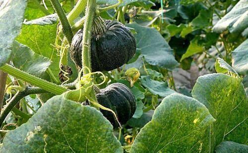 贵族南瓜可以吃嫩瓜吗,嫩瓜的食用指南与美味探索