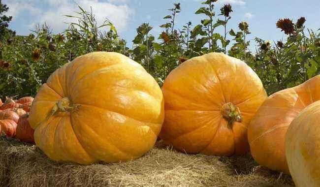 贵族南瓜可以吃嫩瓜吗,嫩瓜的食用指南与美味探索