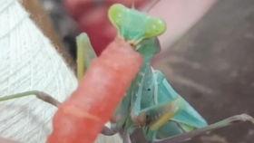 螳螂吃瓜,自然界的生存智慧