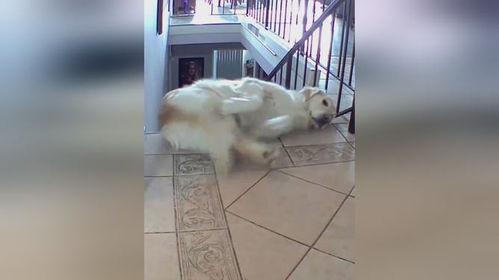 吃瓜狗子摔下楼,网友热议宠物安全