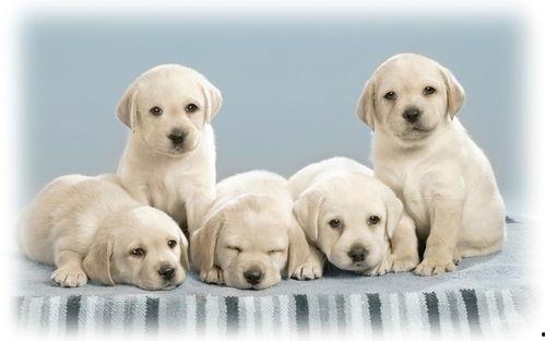 吃瓜狗子摔下楼,网友热议宠物安全