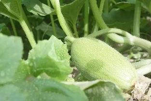 吃瓜变胖,吃瓜也能变胖？揭秘瓜果热量背后的真相