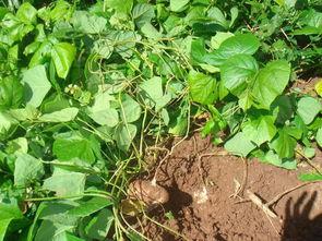 梦见买土瓜吃,土瓜美食之旅