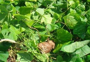 梦见买土瓜吃,土瓜美食之旅