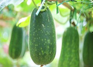 弯弯不弯吃瓜,揭秘网络热词背后的文化现象