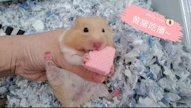 金丝熊可以吃葫芦瓜,金丝熊的葫芦瓜美食之旅