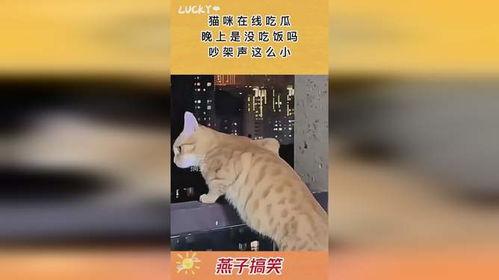 吵架猫猫吃瓜惊讶,一场宠物界的“戏剧冲突”