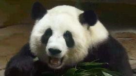 囡囡吃瓜3,揭秘娱乐圈背后的秘密与真相