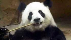 囡囡吃瓜3,揭秘娱乐圈背后的秘密与真相