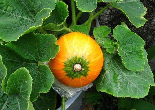 哺乳期可以吃酥瓜,酥瓜美食，营养美味两不误