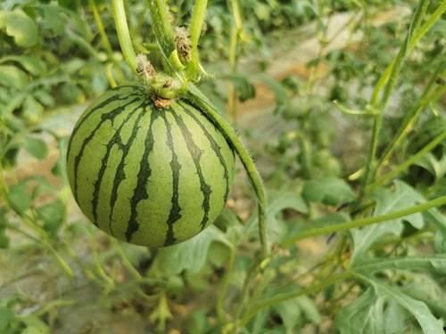 红中吃瓜后续,揭秘事件真相与人物命运