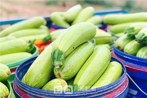 潍坊坊子吃瓜,夏日吃瓜盛宴，品味传统与现代交融的美食文化