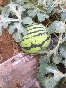 潍坊坊子吃瓜,夏日吃瓜盛宴，品味传统与现代交融的美食文化