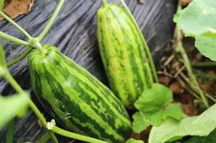 自由吃瓜基地意思,网络舆论的狂欢与反思