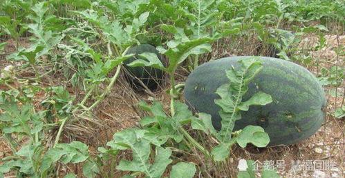 赵匡胤吃瓜打滚,揭秘千古一帝的休闲时光