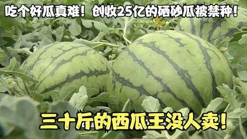 吃瓜小组25,揭秘娱乐圈背后的那些事儿