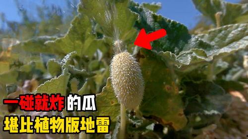 噼里啪啦吃瓜,揭秘娱乐圈幕后故事