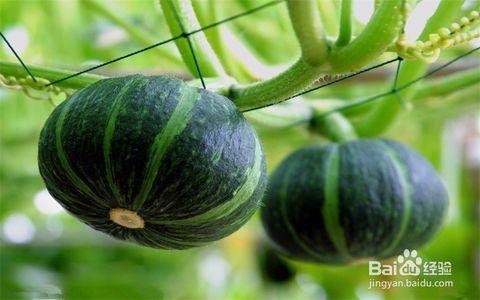 夏天吃贝贝瓜,贝贝瓜的清爽诱惑