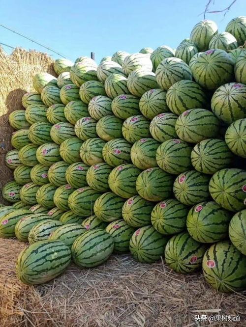 多批次播种吃瓜,瓜果飘香丰收季