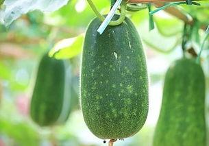 专吃种子的瓜,专吃种子的瓜的奇妙世界