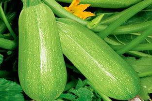 茭瓜蒸熟直接吃,尽享茭瓜原味之美