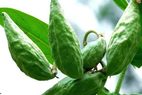 角瓜能治胆结石吗怎么吃,天然良方，巧治胆结石的饮食之道
