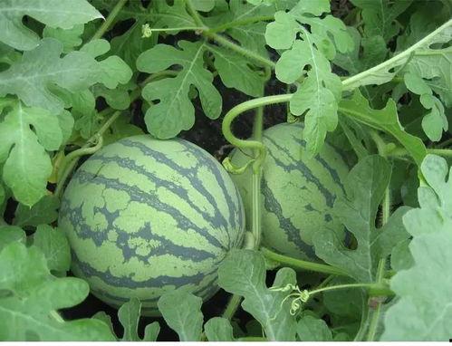 淡泊吃瓜,揭秘网络时代的“吃瓜群众”现象