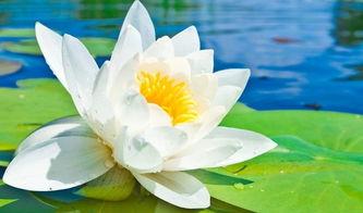 莲花楼绘画吃瓜,吃瓜群众眼中的奇幻美食之旅