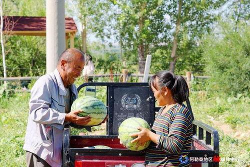 我的阿勒泰吃瓜,一场别开生面的夏日盛宴