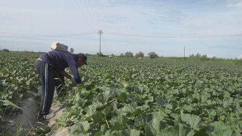我的阿勒泰吃瓜,一场别开生面的夏日盛宴