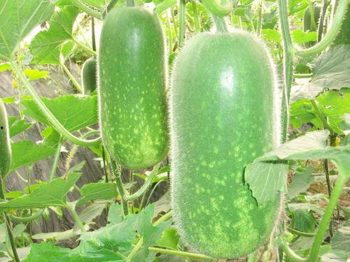 6.10吃瓜事件,揭秘网络舆论的风云变幻