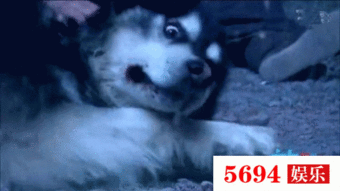 狐狸吃瓜搞笑视频,笑料横生，搞笑视频引网友爆笑