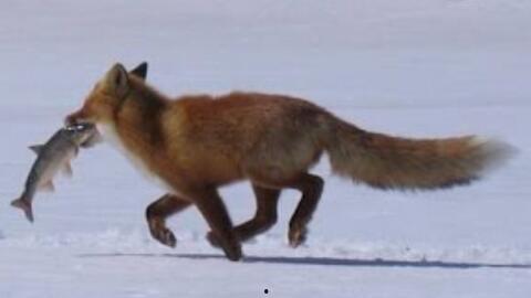 狐狸吃瓜搞笑视频,笑料横生，搞笑视频引网友爆笑