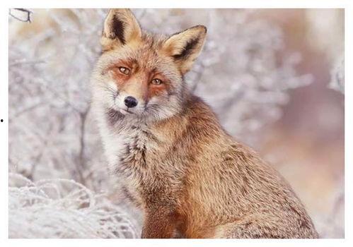 狐狸吃瓜搞笑视频,笑料横生，搞笑视频引网友爆笑