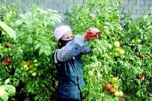 摩友西藏吃瓜,一场说走就走的吃瓜盛宴