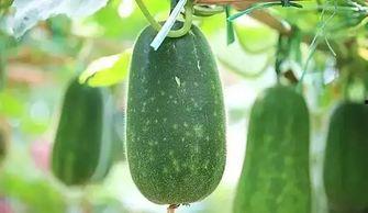 医学吃瓜日常,揭秘医生们的“幕后生活”