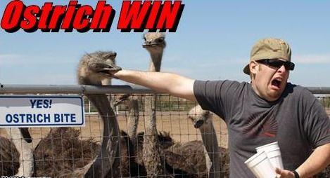 吃哑巴瓜,揭开沉默中的美味之谜