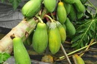 臭瓜怎样吃,从传统食用到创新料理