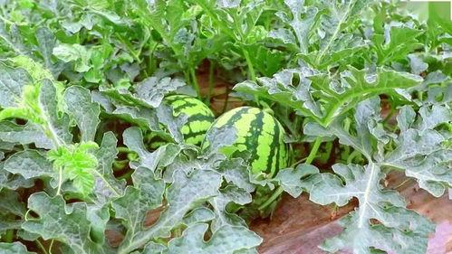 街溜子吃瓜,揭秘娱乐圈幕后风云