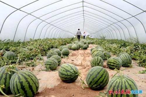 街溜子吃瓜,揭秘娱乐圈幕后风云