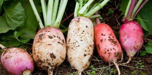 梦见吃咸萝卜瓜